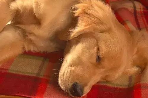 狗狗呕吐别着急,狗狗呕吐怎么看是肠胃炎还是细小