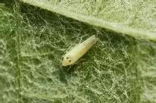 葡萄二星叶蝉虫害防治方法,葡萄的虫害有哪些