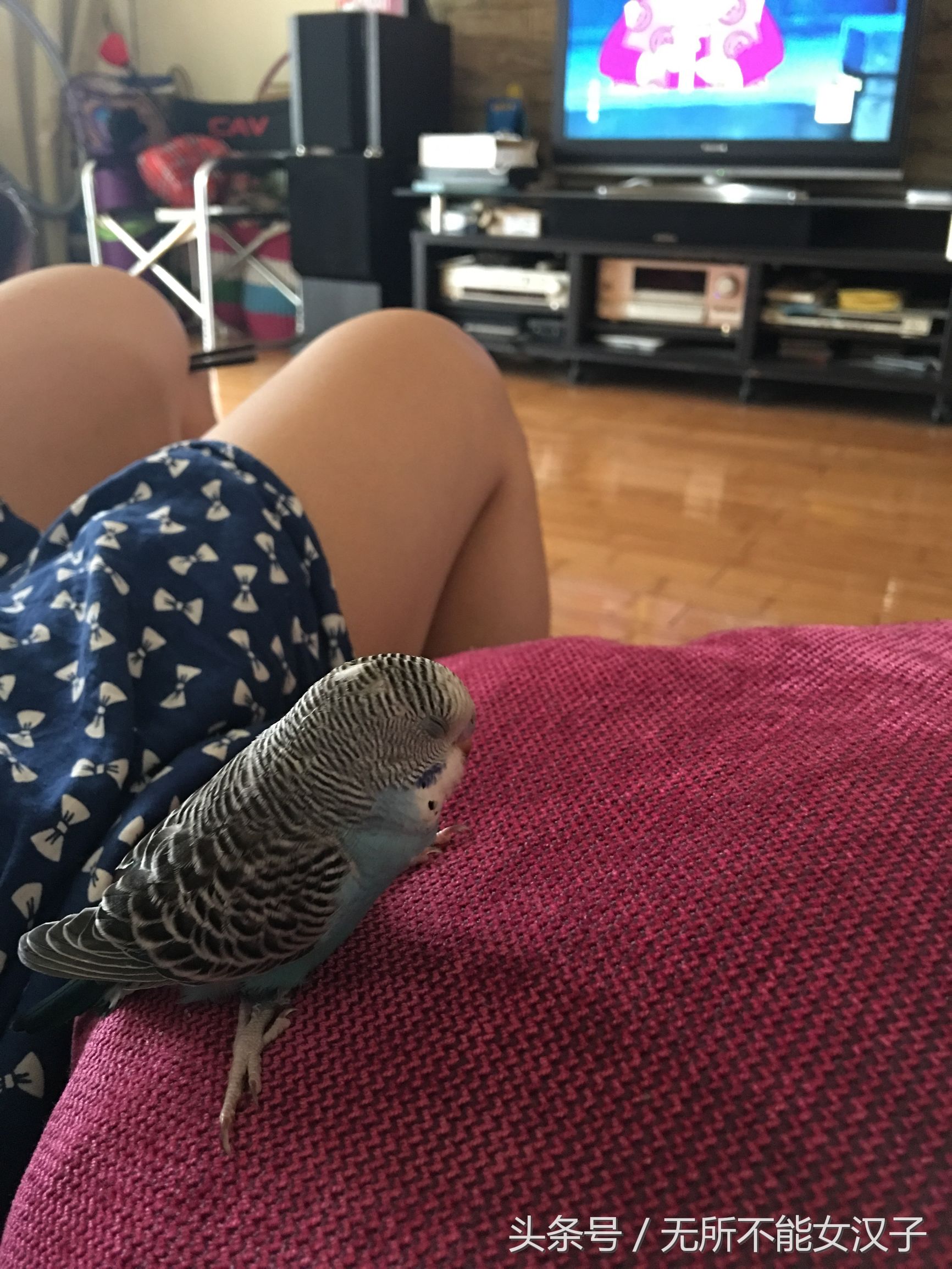 八字腿矫正后的鹦鹉,虎皮八字脚矫正几天