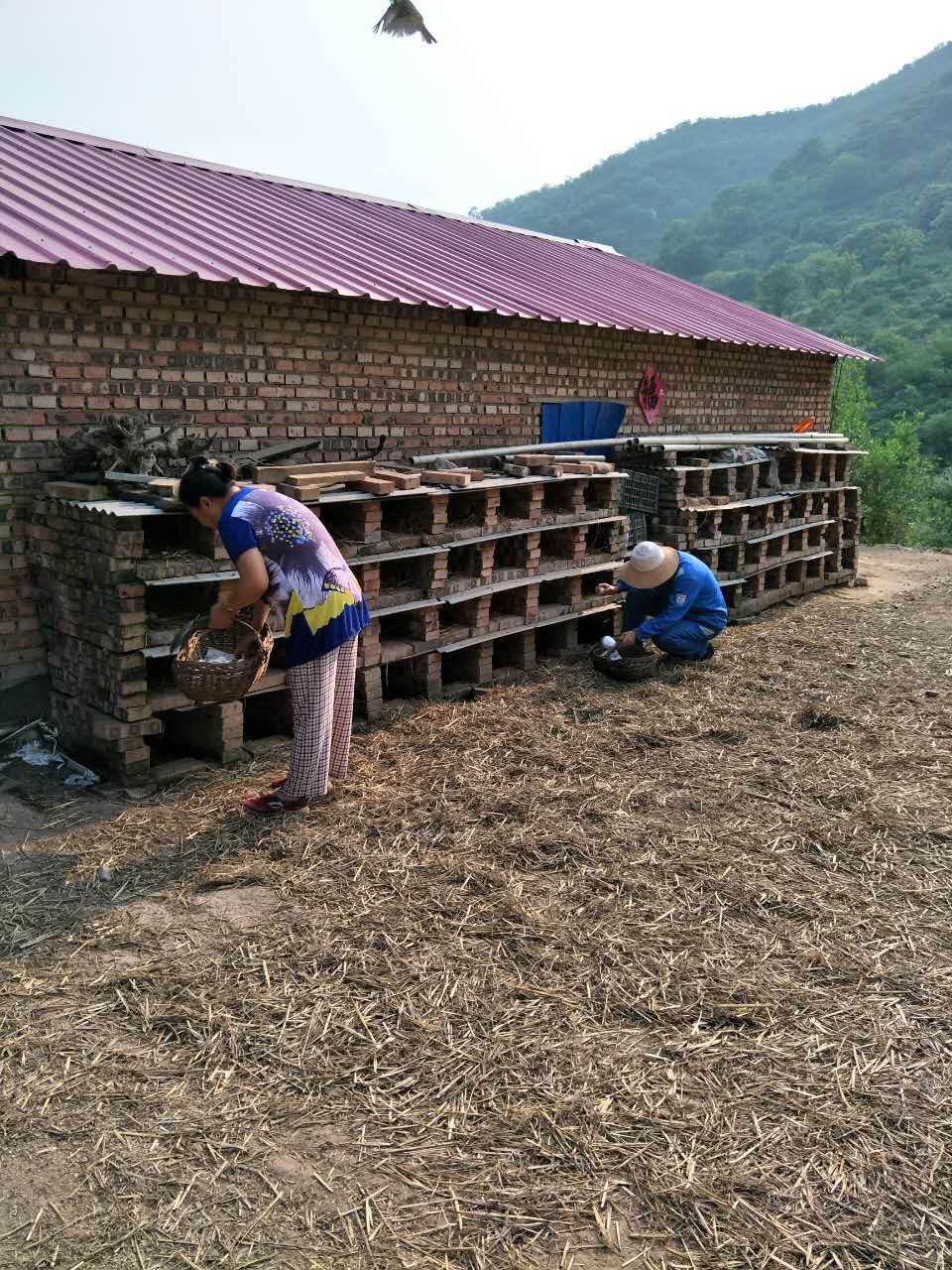 大蒜乌骨鸡,大蒜公鸡