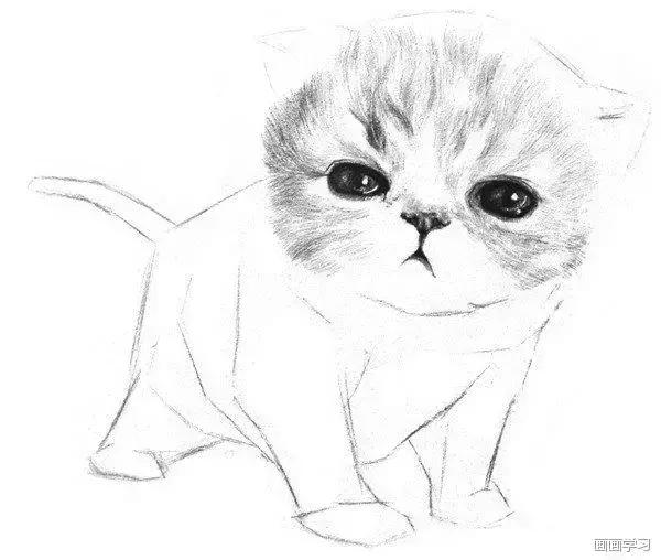 素描大熊猫,零基础怎么画出可爱猫咪素描教程