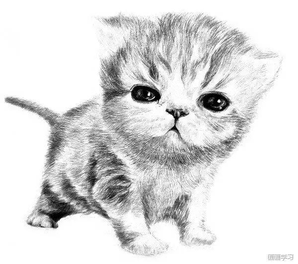 素描大熊猫,零基础怎么画出可爱猫咪素描教程