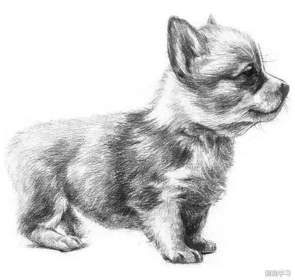 素描大熊猫,零基础怎么画出可爱猫咪素描教程