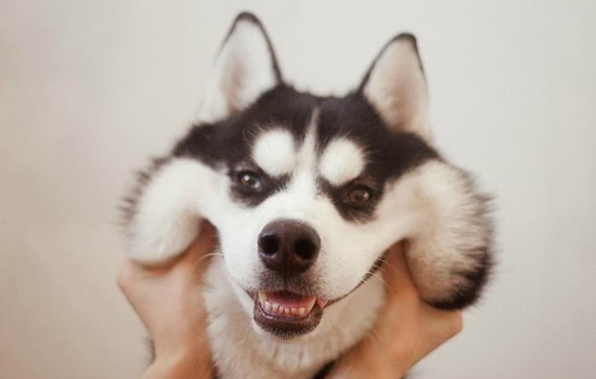 哈士奇的喂养方法视频,最正确的哈士奇饲养方法