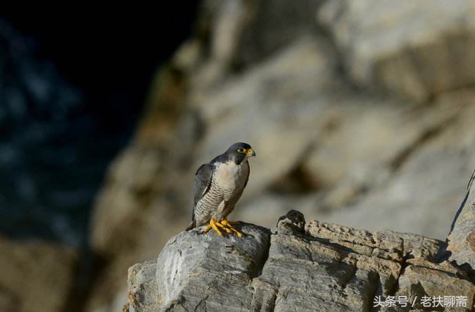 父亲和儿子背后的故事大全,父与子背后的真实故事