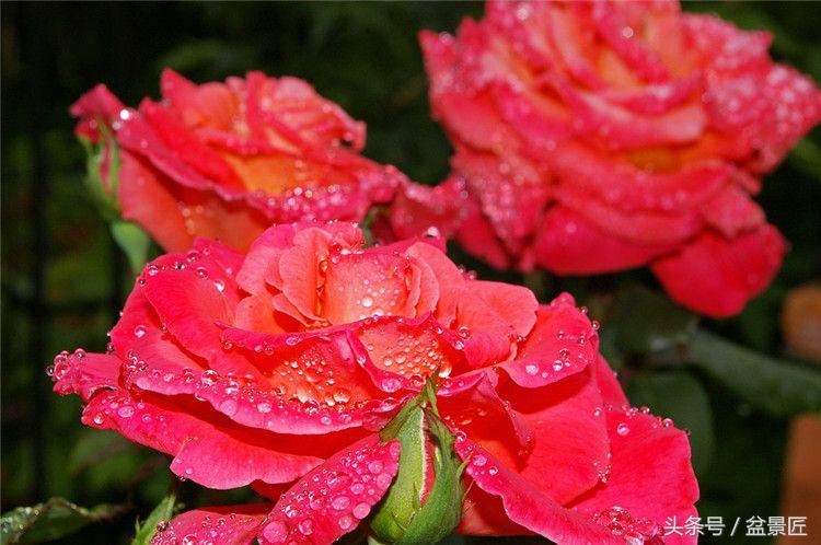 月季吐水怎么回事,月季缺水了怎么救治好