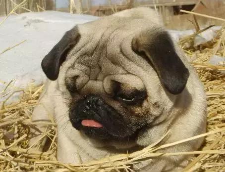 狗狗呕吐别着急,狗狗呕吐怎么看是肠胃炎还是细小