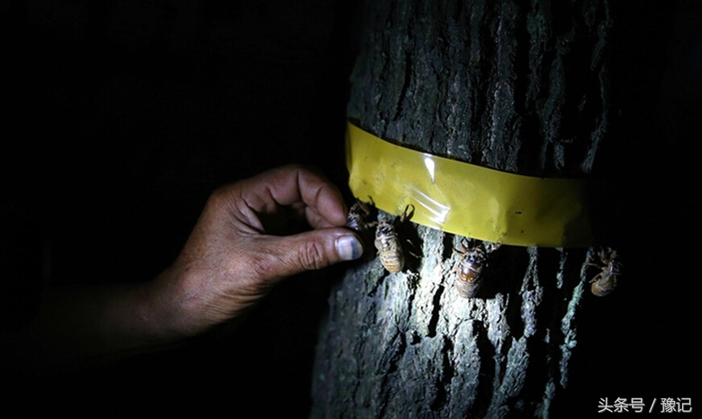 知了好吃嘛,知了怎样地叫
