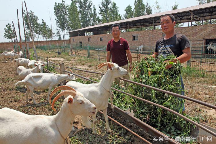 奶山羊扶贫产业示范园,富平县奶山羊产业扶贫