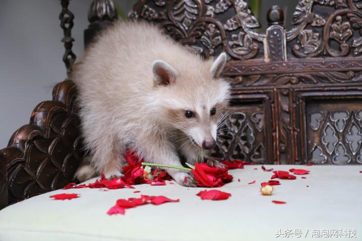 佳能6dmark2是哪个级别的,佳能6d高感能到多少