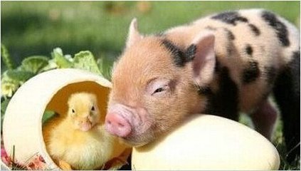 什么宠物最可爱又好养,你见过的宠物是什么