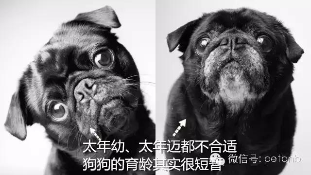 狗狗假孕和真孕的辨别,狗狗怀孕有白带正常吗