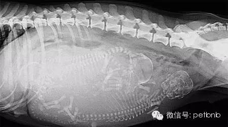 狗狗假孕和真孕的辨别,狗狗怀孕有白带正常吗