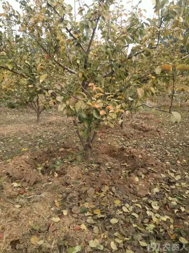 果树重金属中毒怎么办,果树锰中毒怎么办