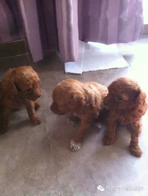 泰迪妈妈生了几个孩子,泰迪接生的过程