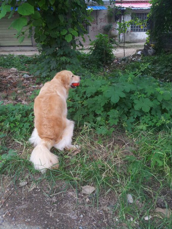 金毛犬怎么训练不乱叫,金毛犬怎么训练大小便