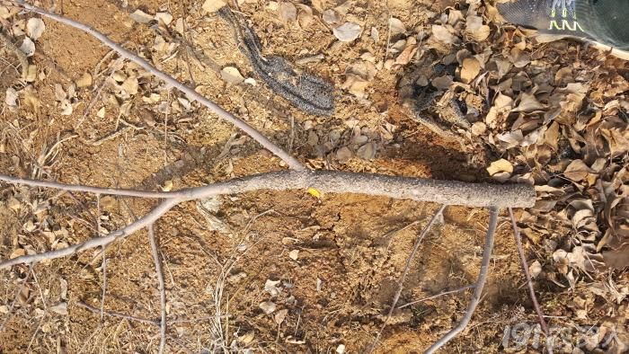 果树重金属中毒怎么办,果树锰中毒怎么办