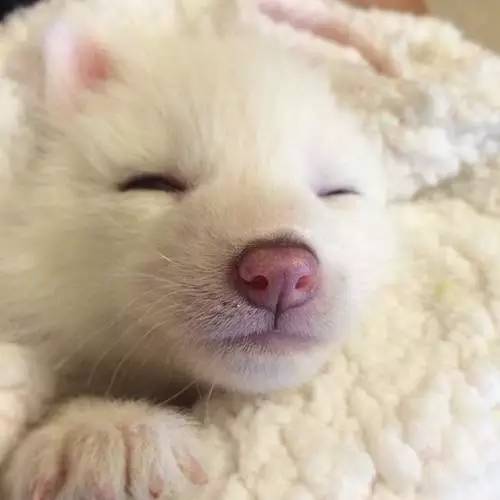 零皮草生活丨要优雅不要污（划掉）杀戮