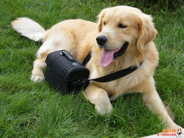 狗狗淋雨会感冒吗,下雨天如何解决狗狗淋雨问题