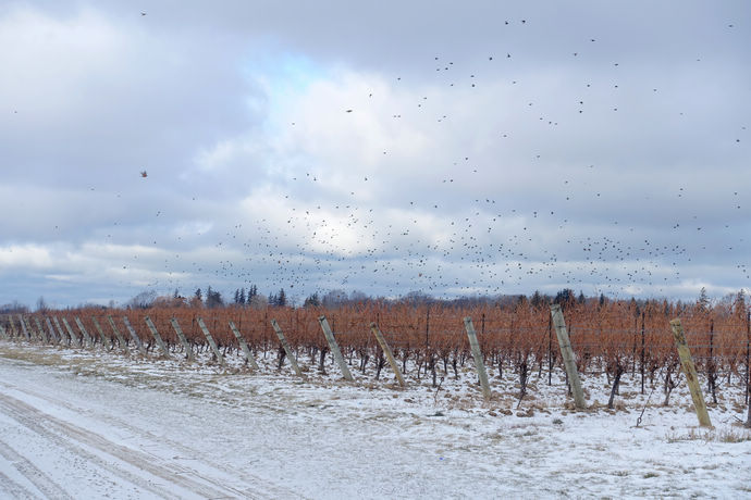 尼亚加拉珍稀冰酒,尼亚加拉冰葡萄酒
