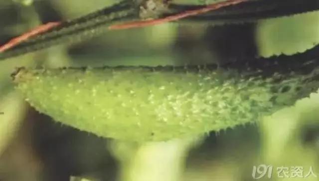 黄瓜用小苏打加红糖能防治病害,亮盾与阿米西达防治黄瓜病害
