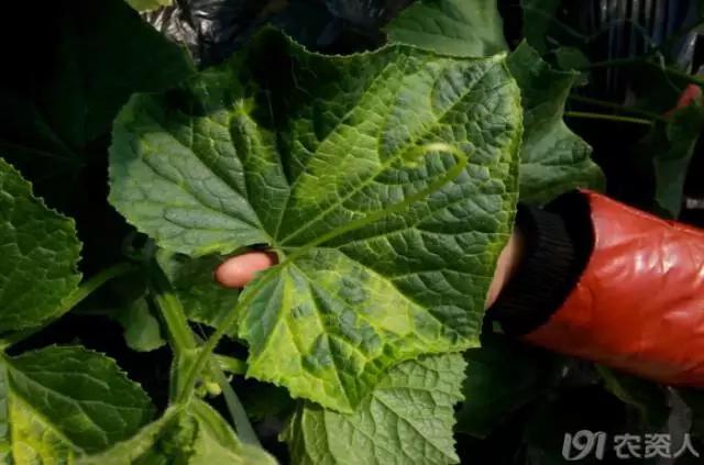 黄瓜用小苏打加红糖能防治病害,亮盾与阿米西达防治黄瓜病害