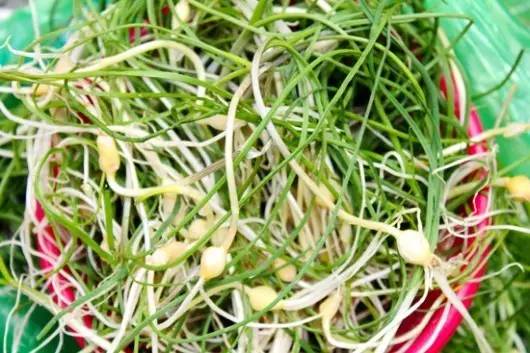 常见野菜吃法做法大全,常见野菜种类吃法