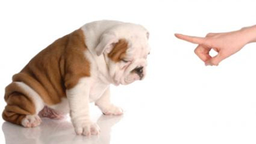 刚到家小狗吐白色粘液,刚到家的小狗呕吐怎么办