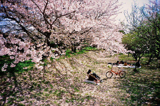 到底哪里才是12星座最不可辜负的樱花祭（上）