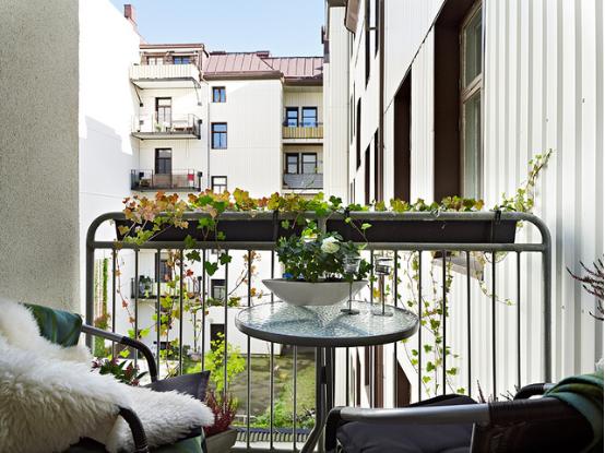 除新房异味用什么植物,新房里有异味的植物