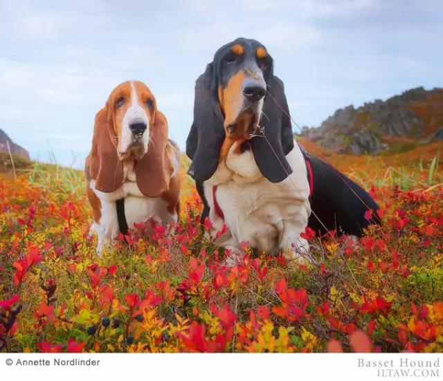 动物世界犬种-巴吉度猎犬