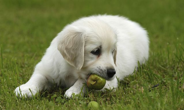 狗狗老是拉肚子怎么办，如何让狗狗远离腹泻的侵害