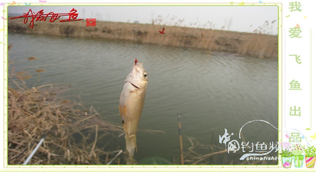 2016之我爱飞鱼觅得好钓点