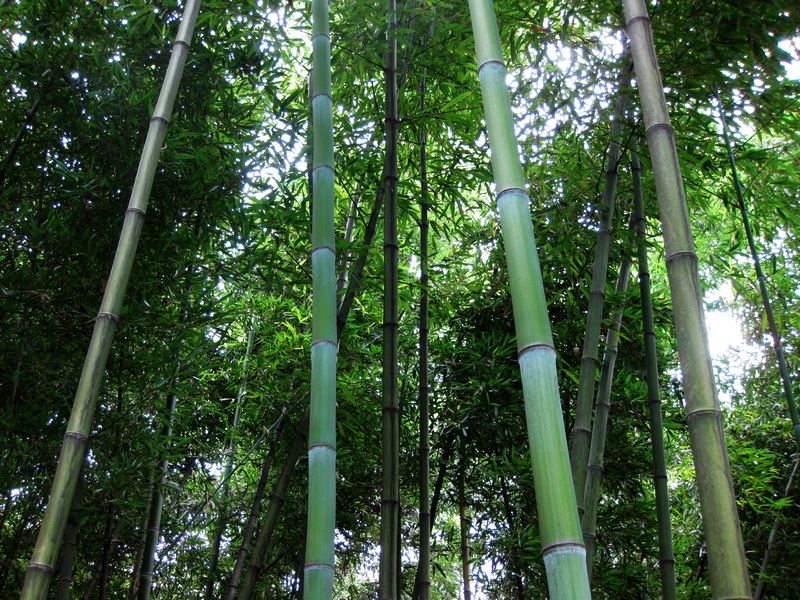 四川热天去哪玩凉快又好玩,四川竹海旅游推荐