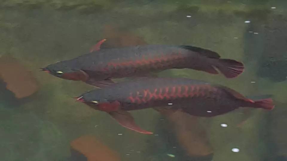 龙鱼须怎么处理,龙鱼侧游怎么办