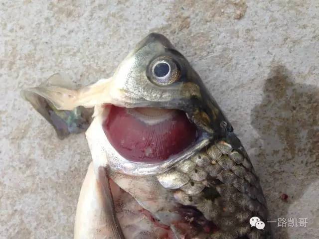 鱼类各种疾病应对方法,水产鱼病防治十大禁忌