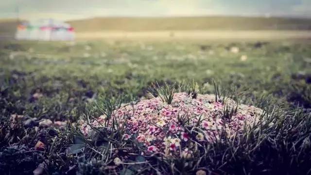 这片高天厚土之上，“那曲精神”蓬勃生长！