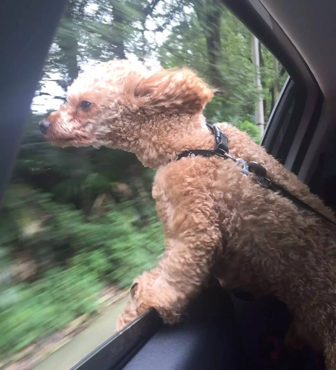 人不如狗系列！被狗狗咬出血却不准教训它，妈妈还用它生日做车牌号