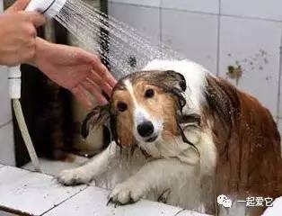 养宠知识狗狗呕吐了怎么办,狗狗掉毛10大原因及解决方法