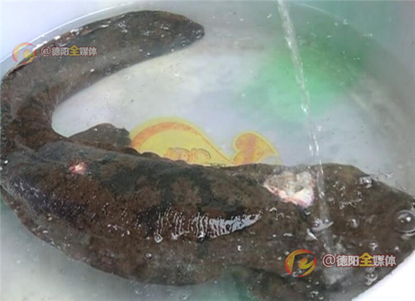 绵竹遵道：村民救治受伤娃娃鱼