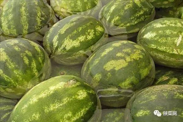 高岩直播,高岩网易云的号