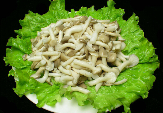 姬菇的营养价值,姬菇品种介绍及营养价值