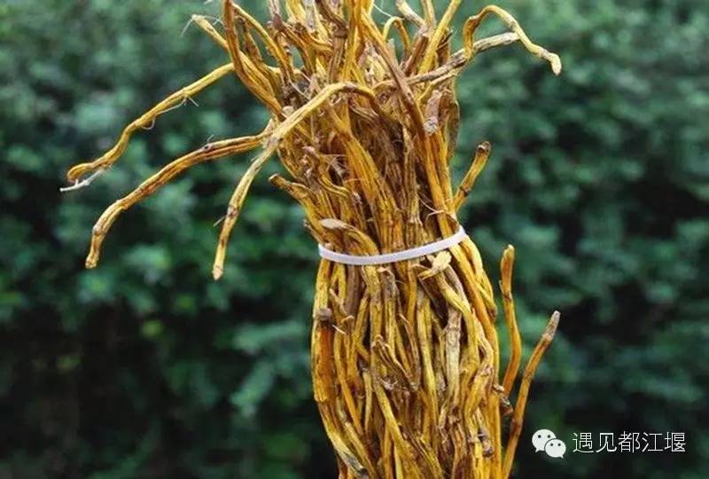 走去新丰骑车赏红枫泡温泉品美食,走温江田园去观赏美好生活