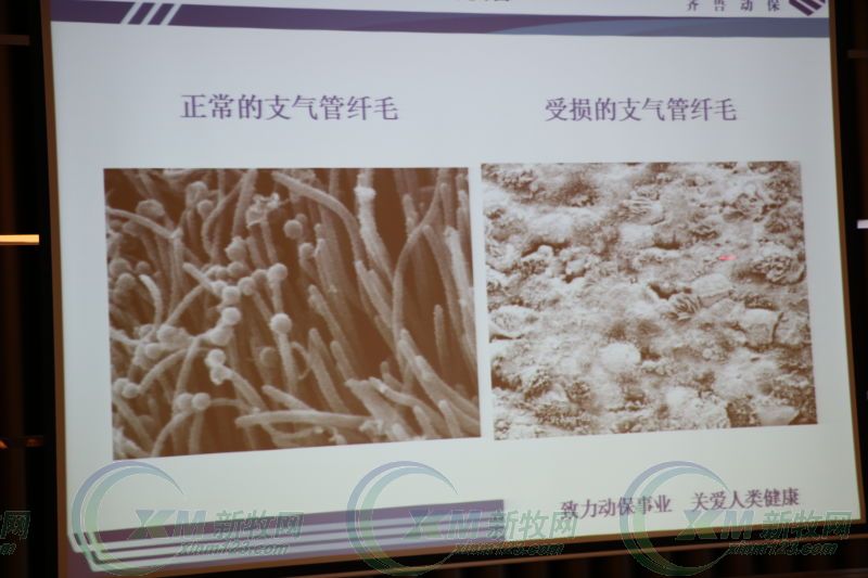 齐鲁动保李相钊,齐鲁动保猪瘟疫苗怎么样