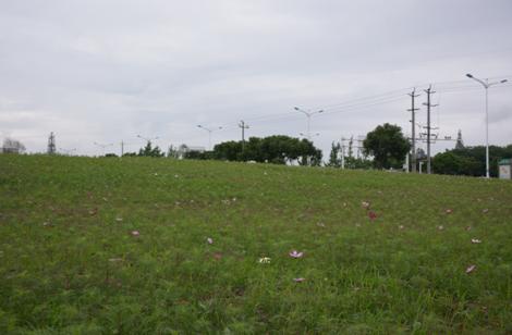 看花何必去婺源,双流看花胜地