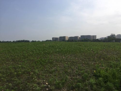 看花何必去婺源,双流看花胜地