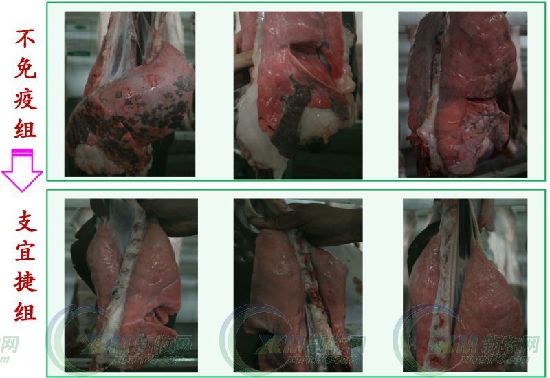 齐鲁动保李相钊,齐鲁动保猪瘟疫苗怎么样