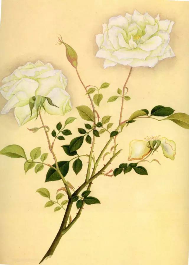 自然好书100本排行榜,自然好书