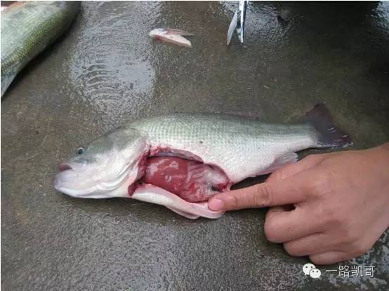 鱼类各种疾病应对方法,水产鱼病防治十大禁忌