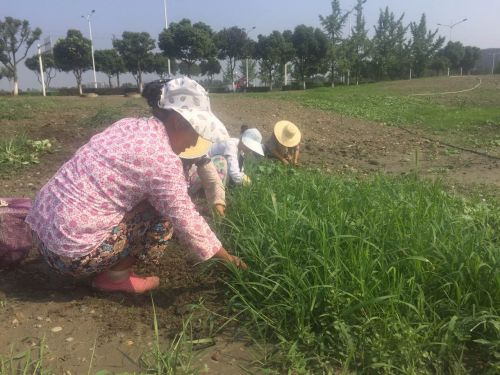 看花何必去婺源,双流看花胜地